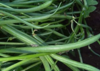 fernch-beans-2