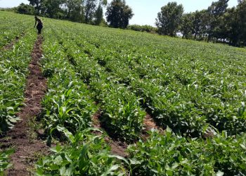 Jani Fresh French Beans