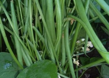 Jani Fresh French Beans