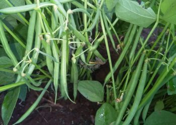 Jani Fresh French Beans