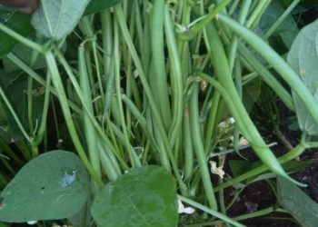 Jani Fresh French Beans
