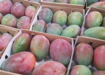 JaniFresh Mangoes