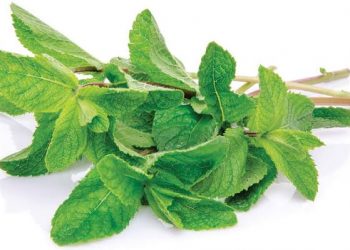 Janifresh Mint