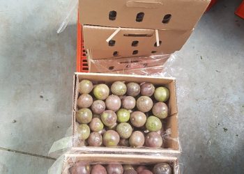 Jani Fresh Passion Fruits