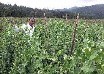 Jani Fresh Sugar Snaps