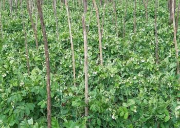Jani Fresh Sugar Snaps